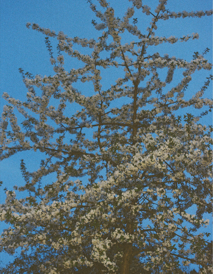 Niels-Devisscher-blossoms-R2