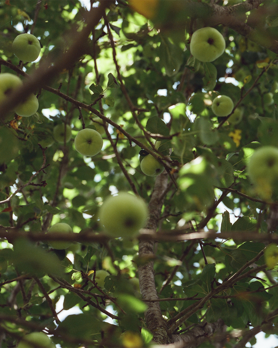 Apple tree in shown from below