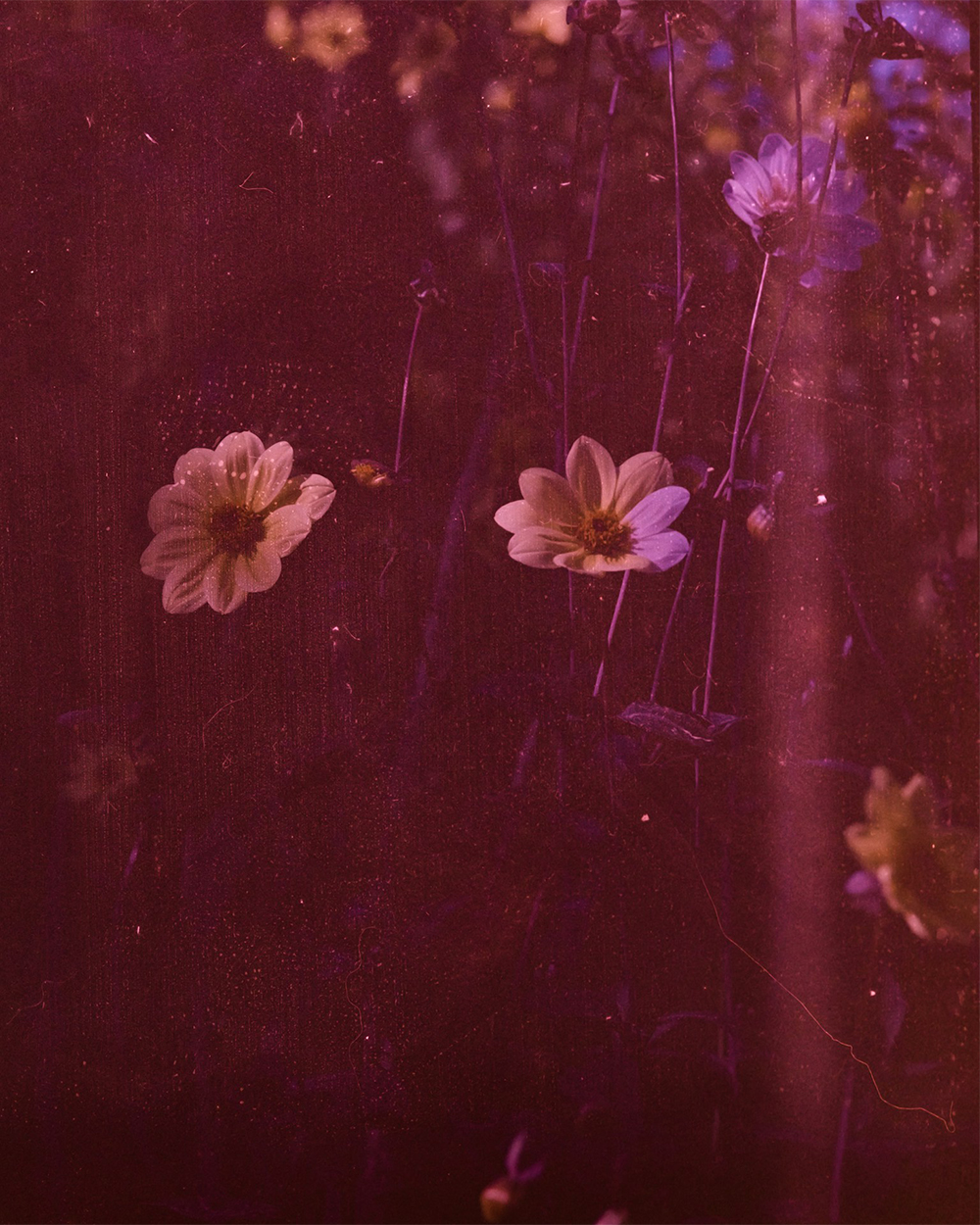 colorful flowers 