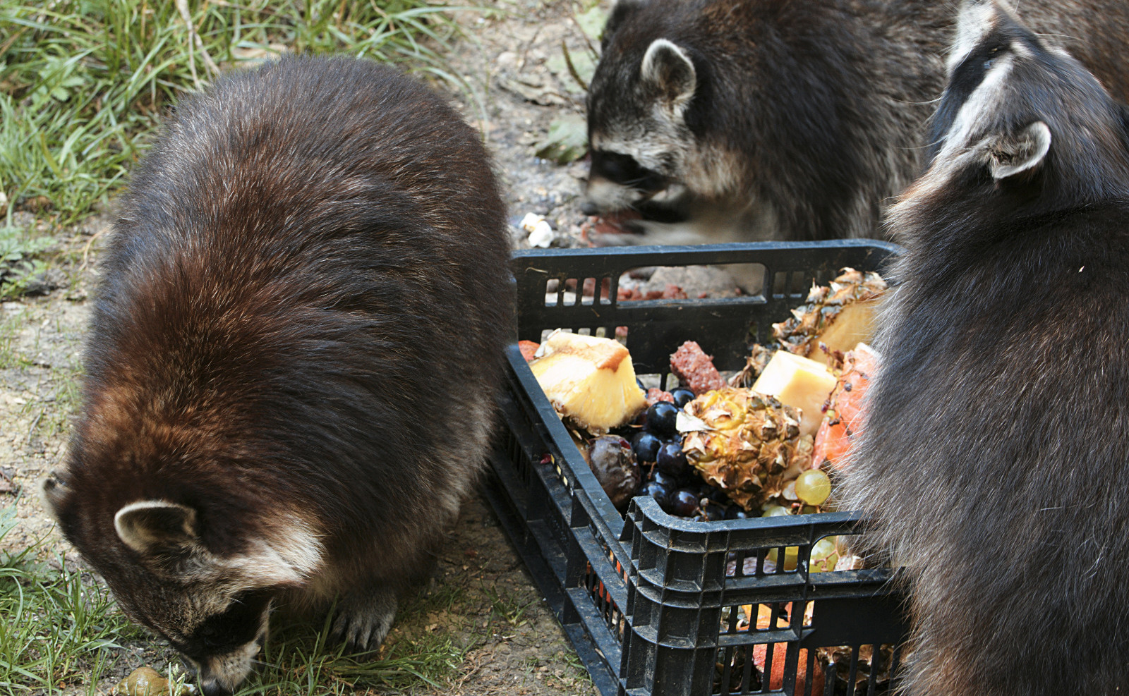 Three raccoons enjoying vegetables and fruits, arranged for them in a black plastic box.