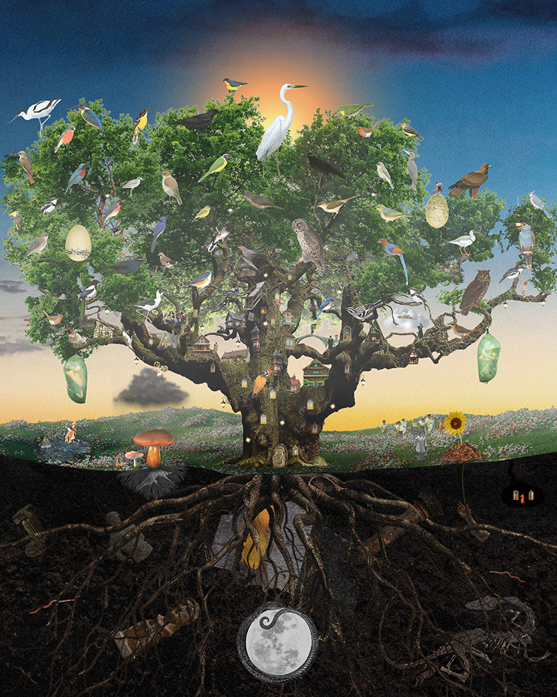 Apple tree in shown from below