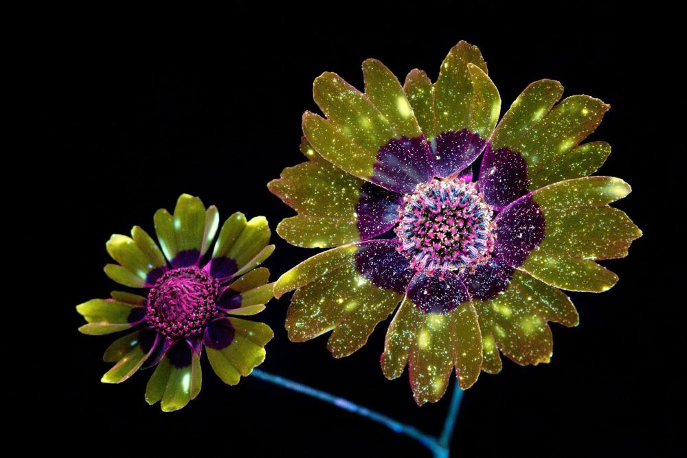 flower-11-under-uv-light