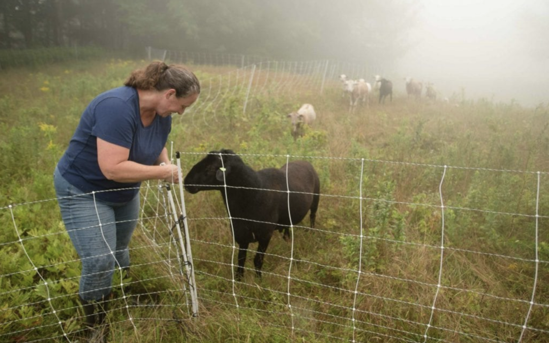 Holistic Land and Human Health with Grazing, with Jenn Colby